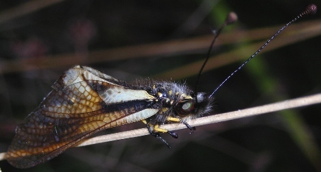 Libelloides latinus e Libelloides coccajus